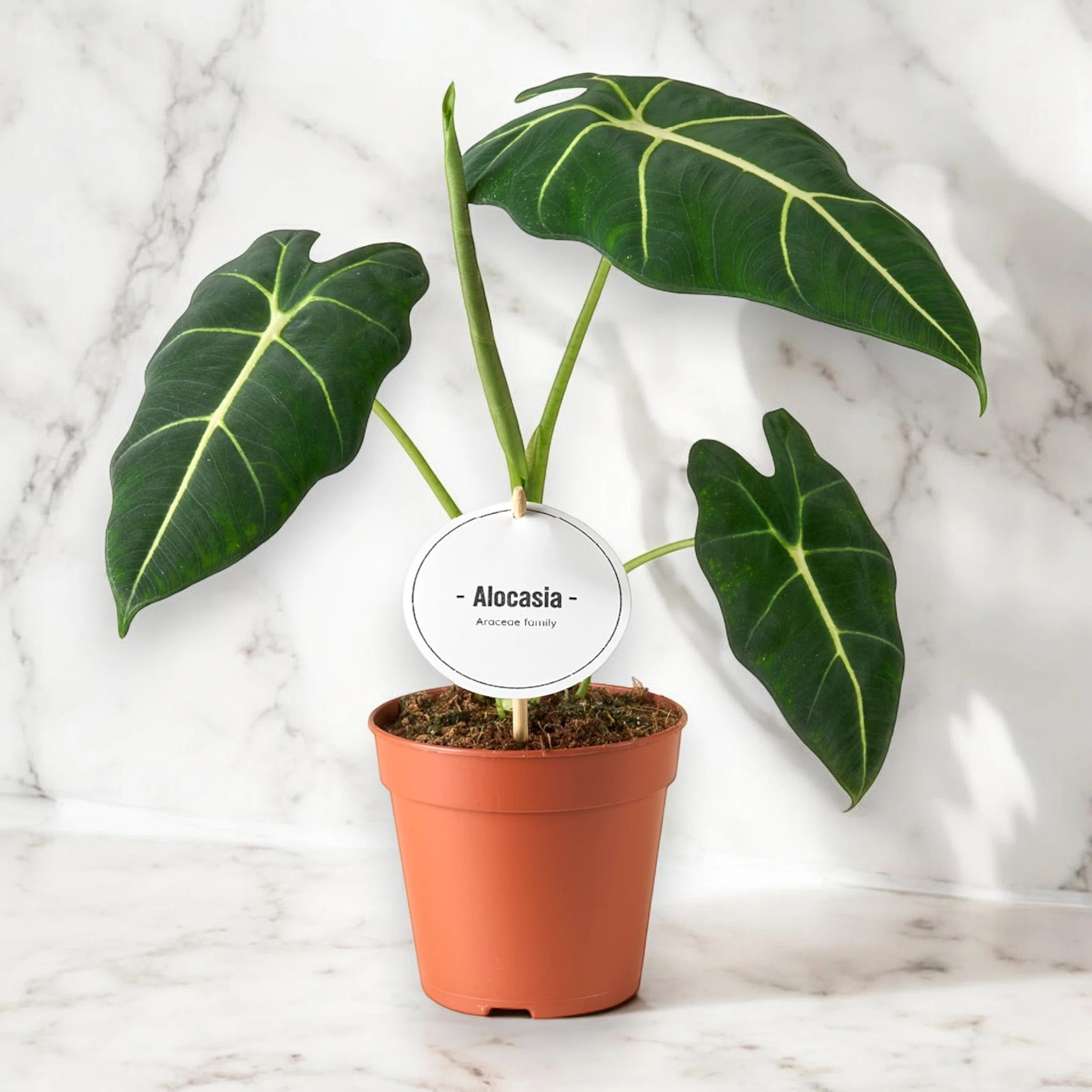 Alocasia 'Frydek'