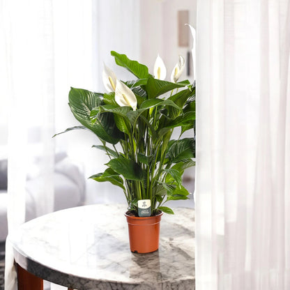 Spathiphyllum 'Sweet Lauretta'