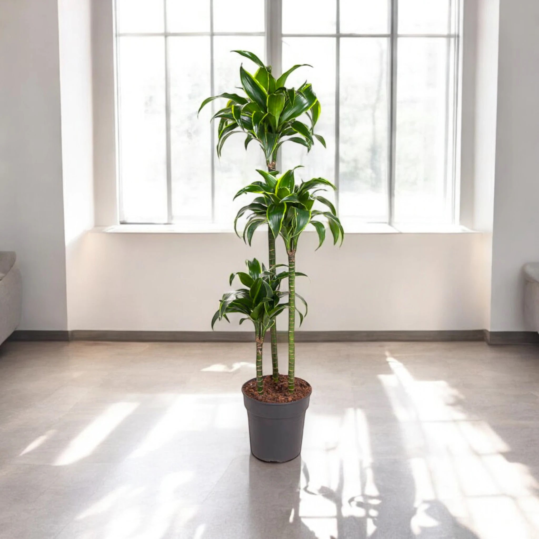 Dracaena fragrans 'Dorado'