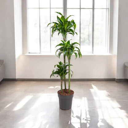 Dracaena fragrans 'Dorado'