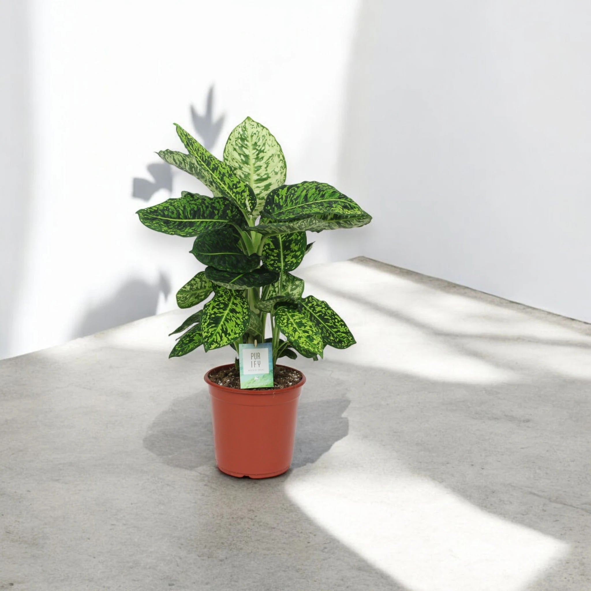 Dieffenbachia 'Reflector'