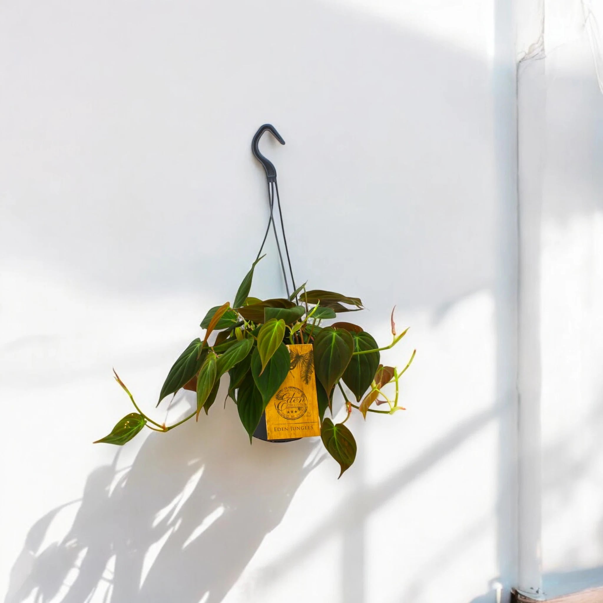 Philodendron 'Micans'