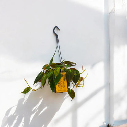 Philodendron 'Micans'