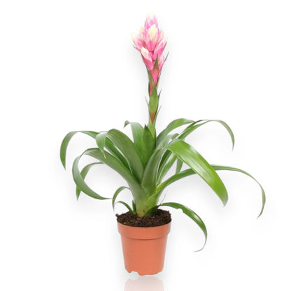 Guzmania 'Candy' con brattee colorate in vaso, perfetta pianta da interno per ambienti luminosi