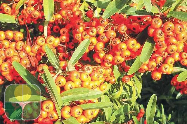 Pyracantha Orange Glow arbusto sempreverde con bacche arancioni brillanti in giardino autunnale