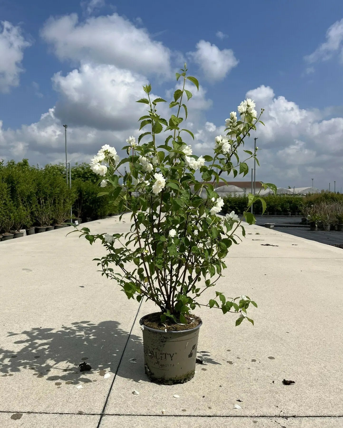 Dettaglio fiori doppi bianchi profumati di Philadelphus coronarius Virginalis