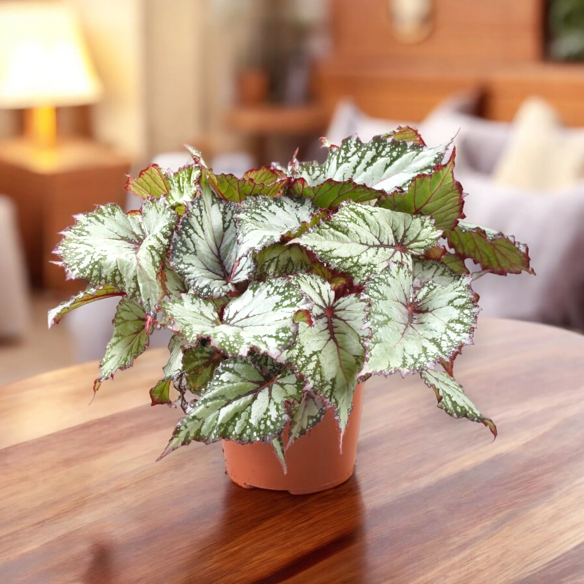Begonia rex 'Asian tundra'