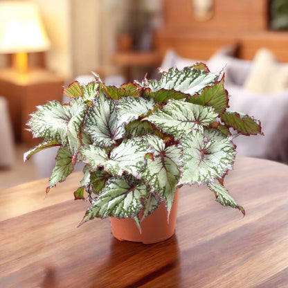 Begonia rex 'Asian tundra'