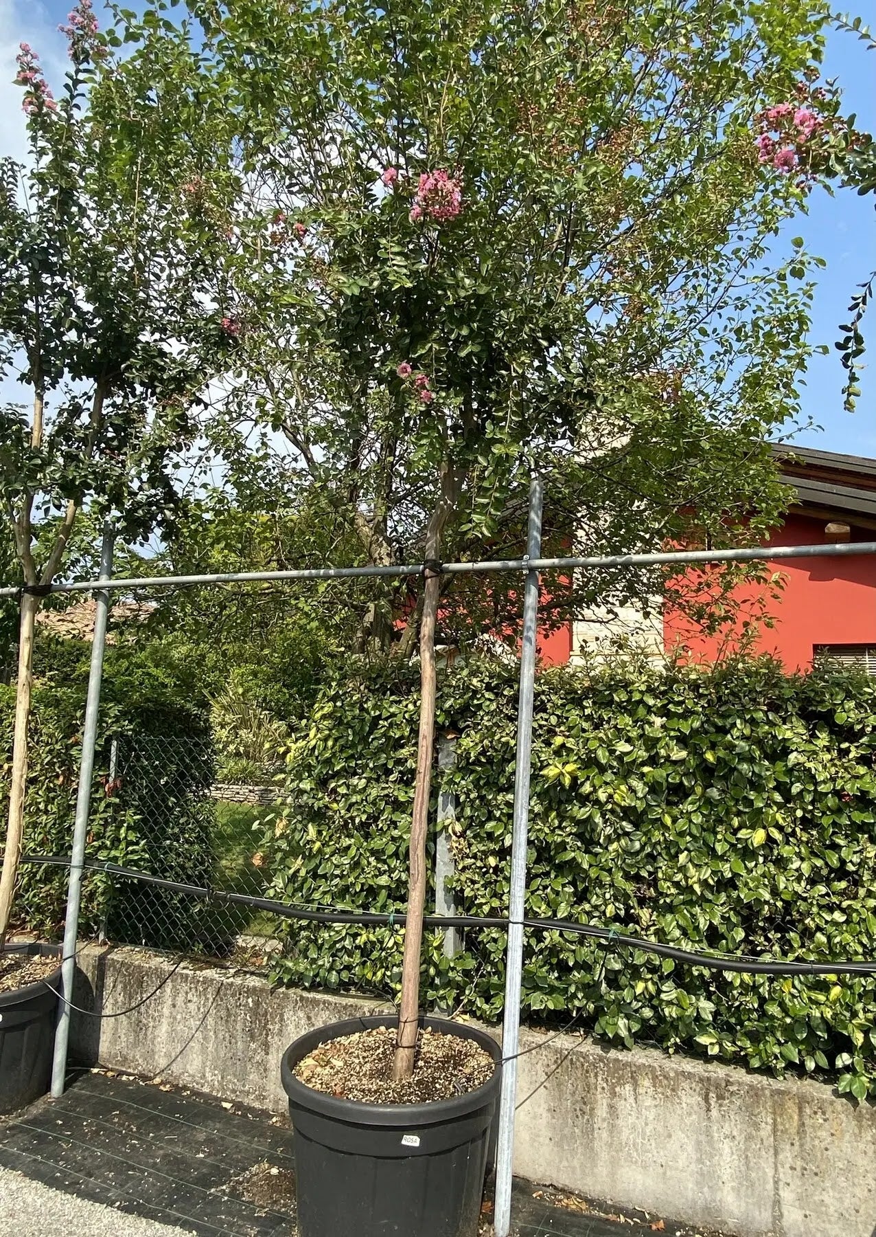 Lagerstroemia indica 'Rosea'