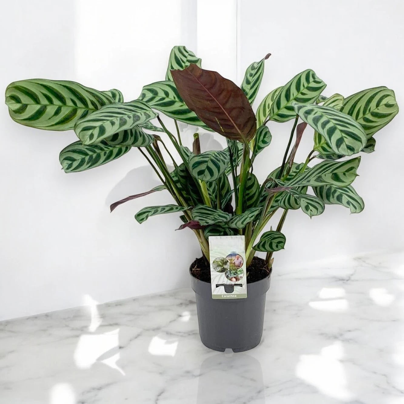 Ctenanthe burle-marxii