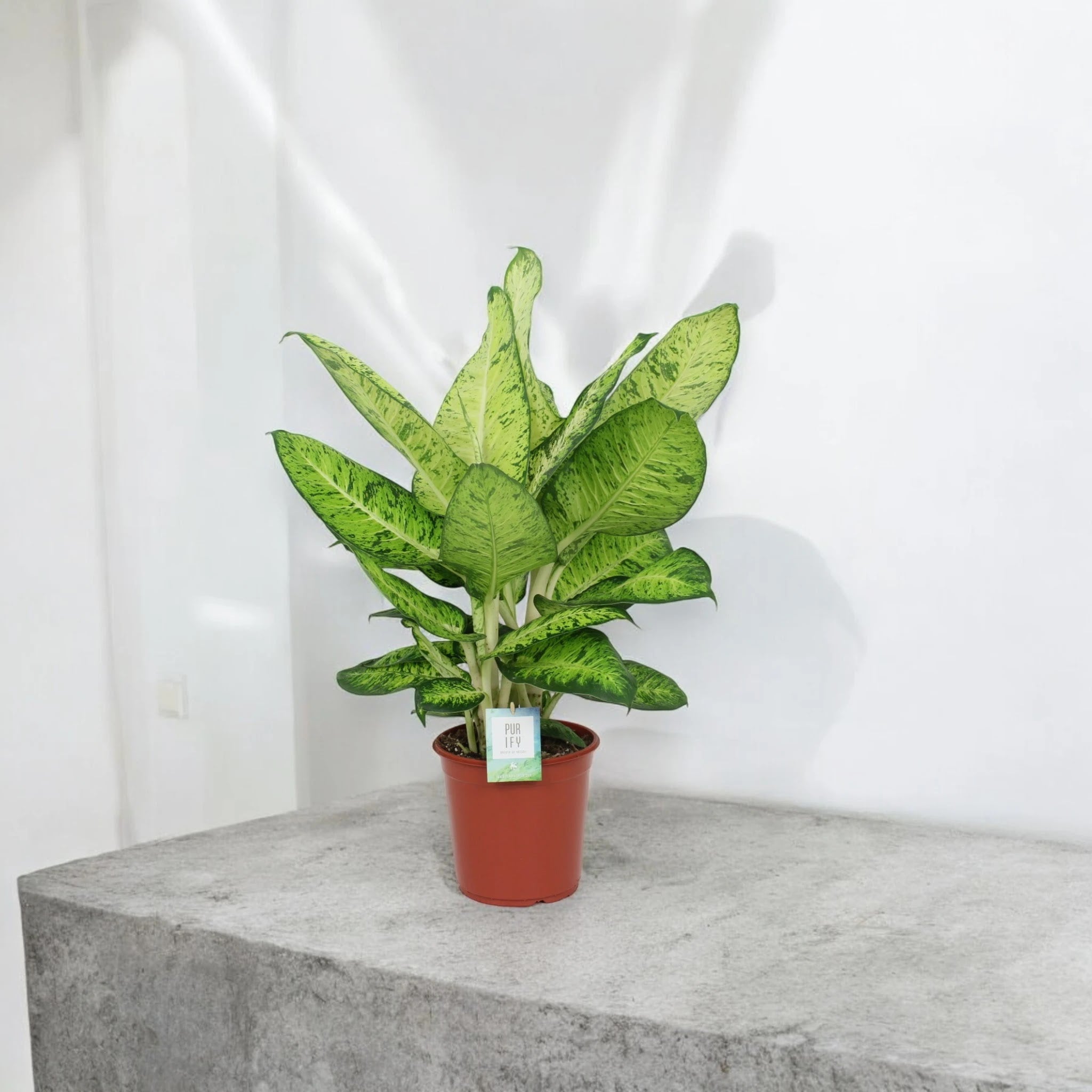 Dieffenbachia 'White Amazon'