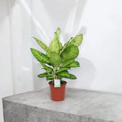 Dieffenbachia 'White Amazon'