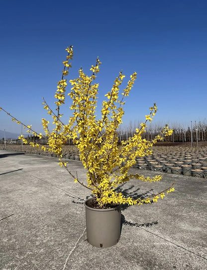 Forsizia - Forsythia 'Intermedia Weekend'