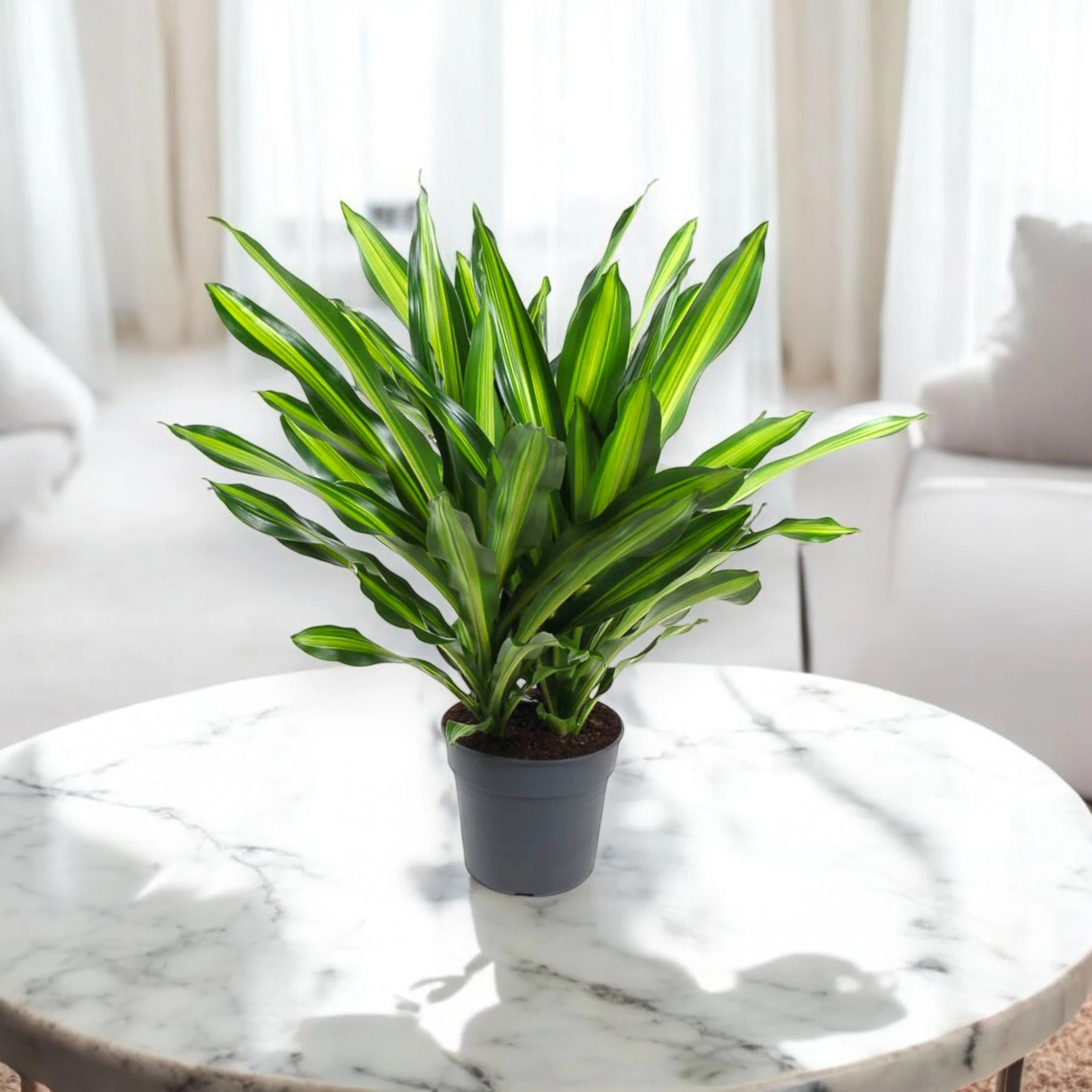 Dracaena fragrans 'Burley'