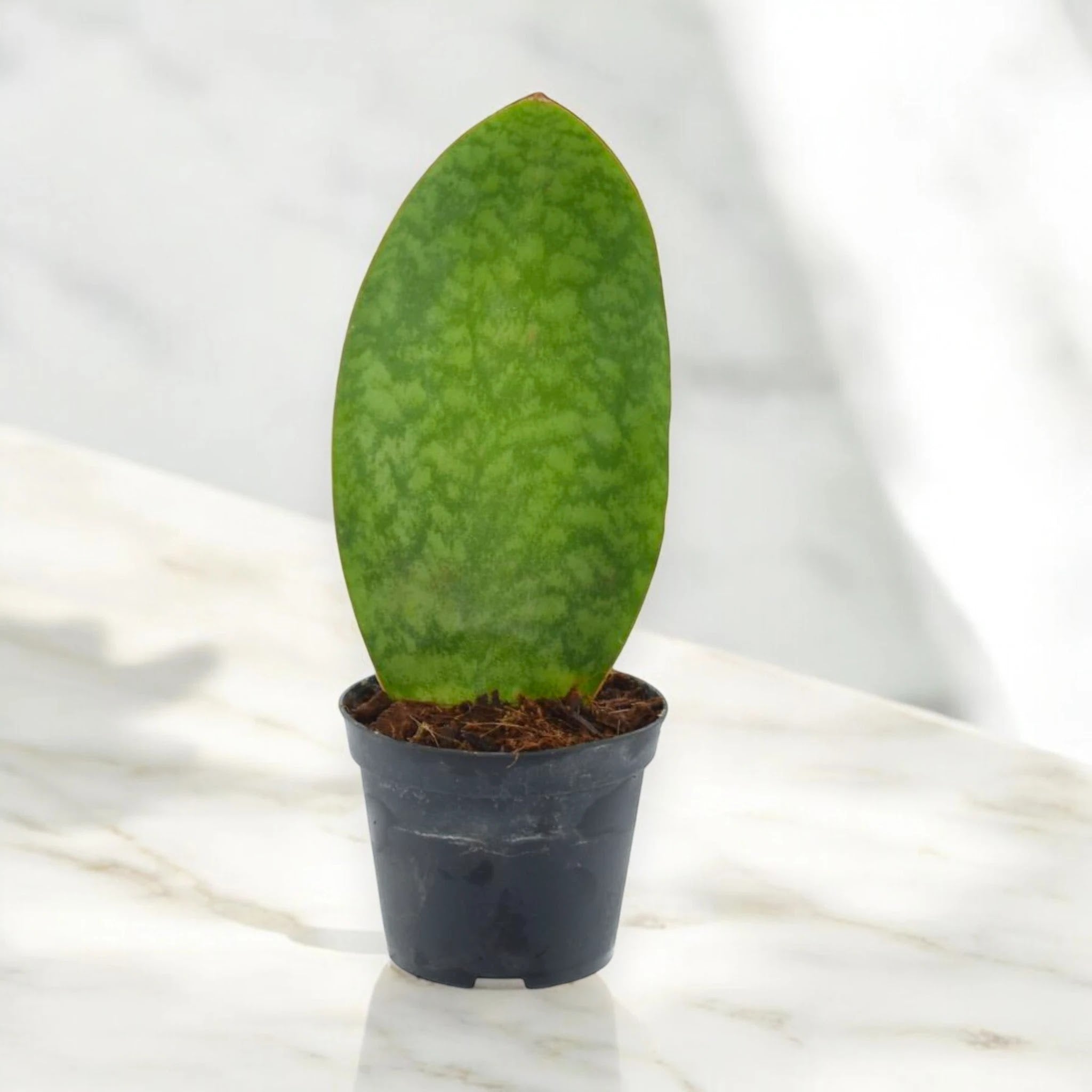 Sansevieria masoniana