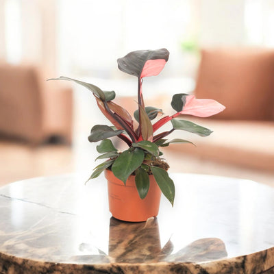 Philodendron 'Pink Princess'