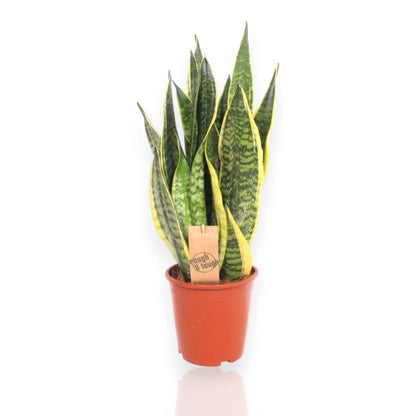 Sansevieria trifasciata 'Futura Superba'