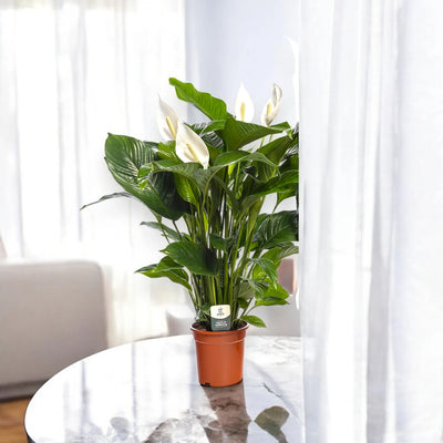 Spathiphyllum 'Sweet Lauretta'
