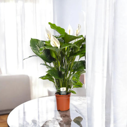Spathiphyllum 'Sweet Lauretta'