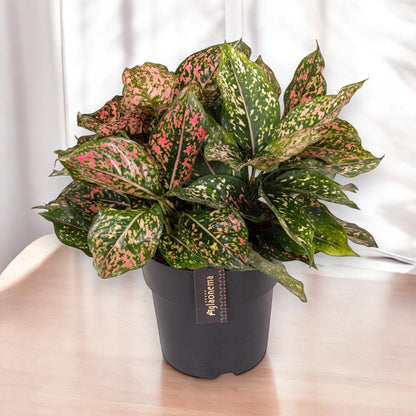 Aglaonema 'Pink Leopard'