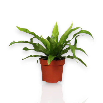 Asplenium antiquum