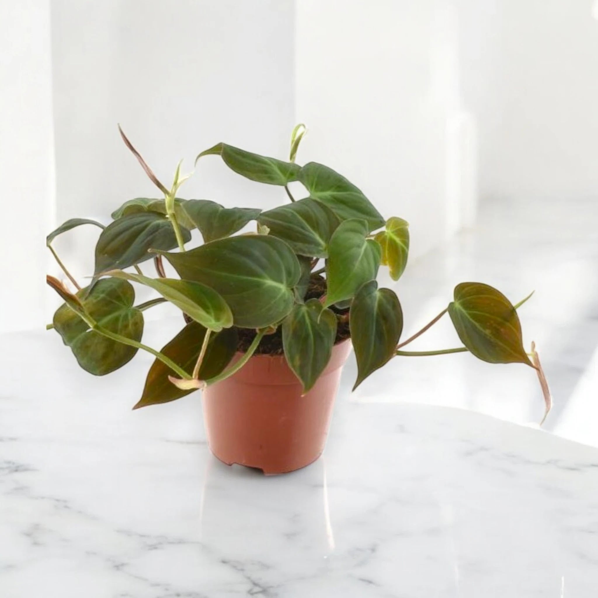 Philodendron scandens