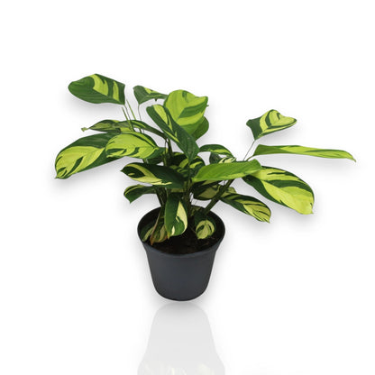 Ctenanthe pilosa Golden Mosaic in vaso, pianta da interno con foglie variegate oro e verde