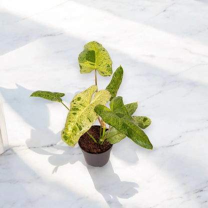Philodendron paraiso Verde