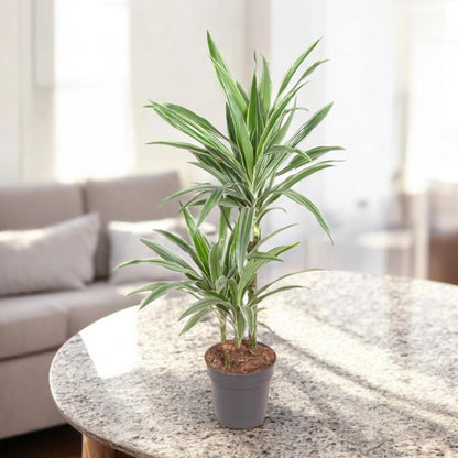 Dracaena fragrans 'Warneckei'