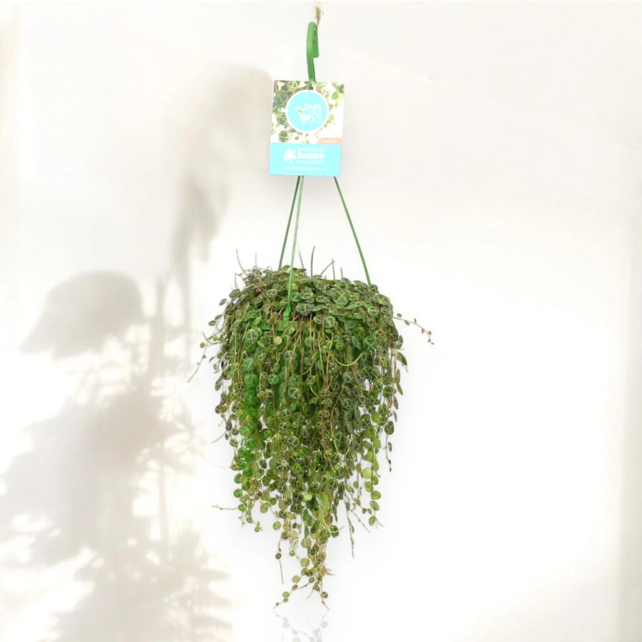 Peperomia prostrata