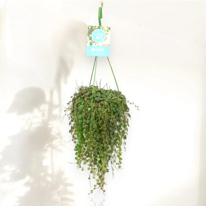 Peperomia prostrata
