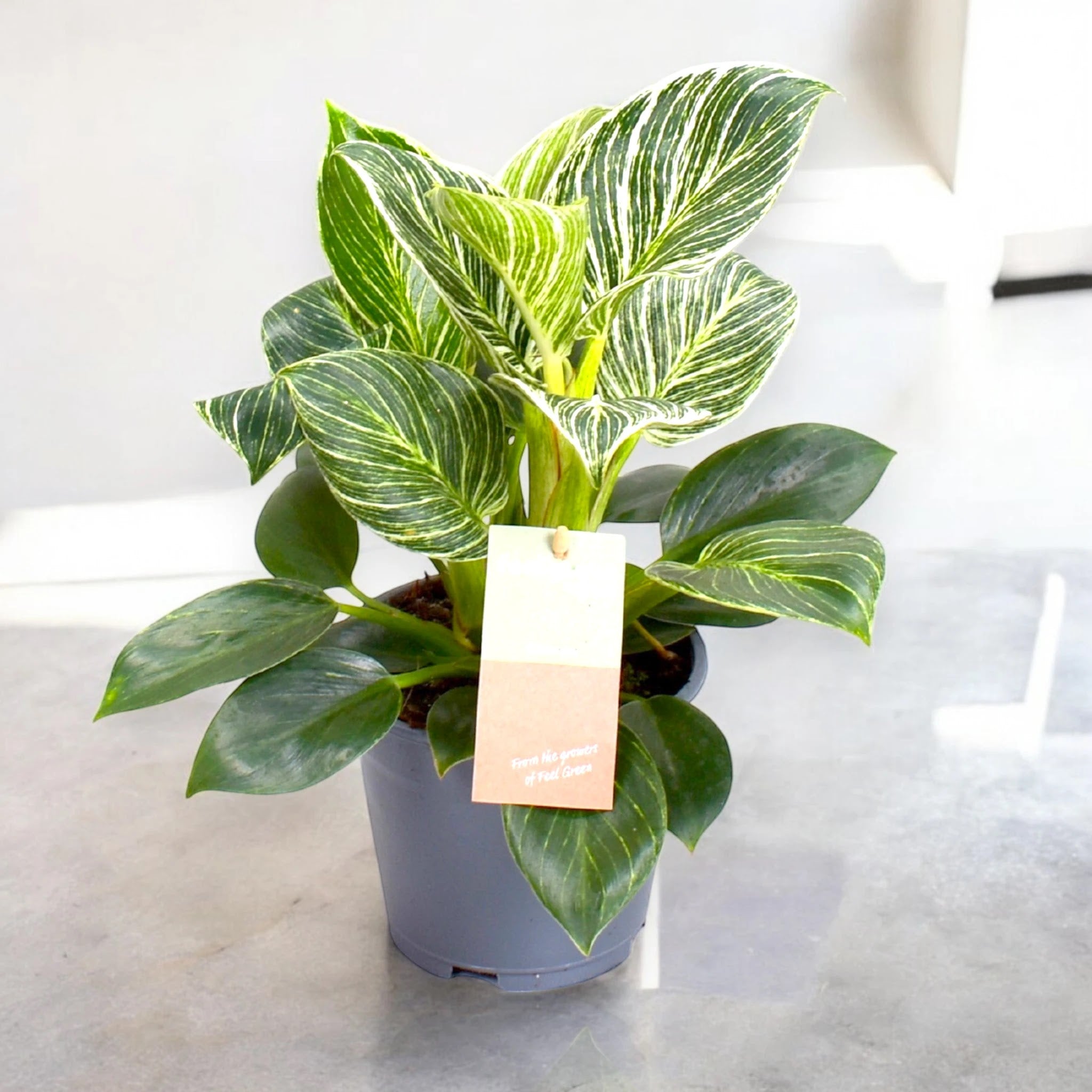 Philodendron 'Birkin' Zebra