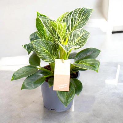 Philodendron 'Birkin' Zebra