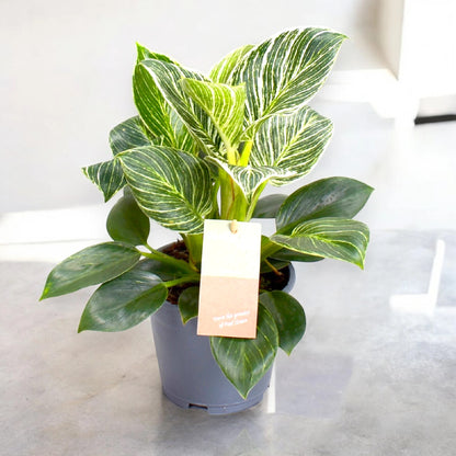 Philodendron 'Birkin' Zebra