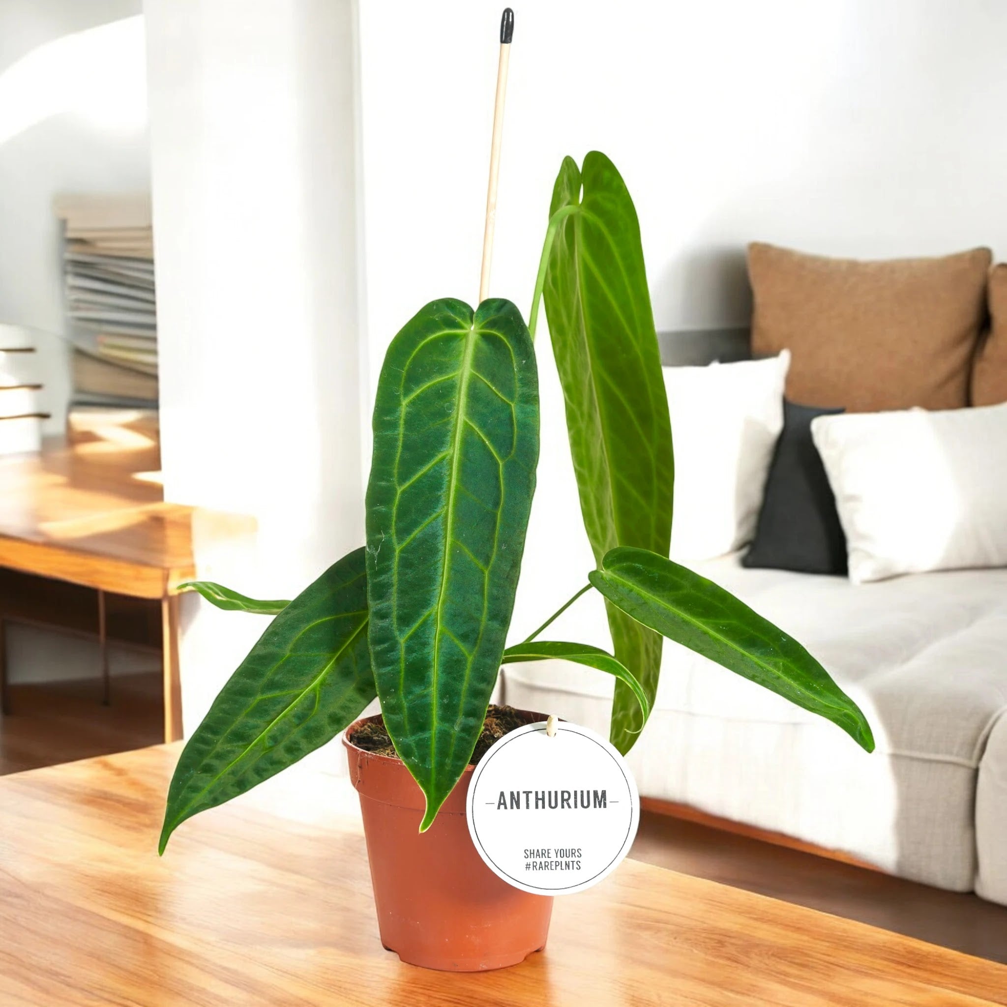 Anthurium warocqueanum