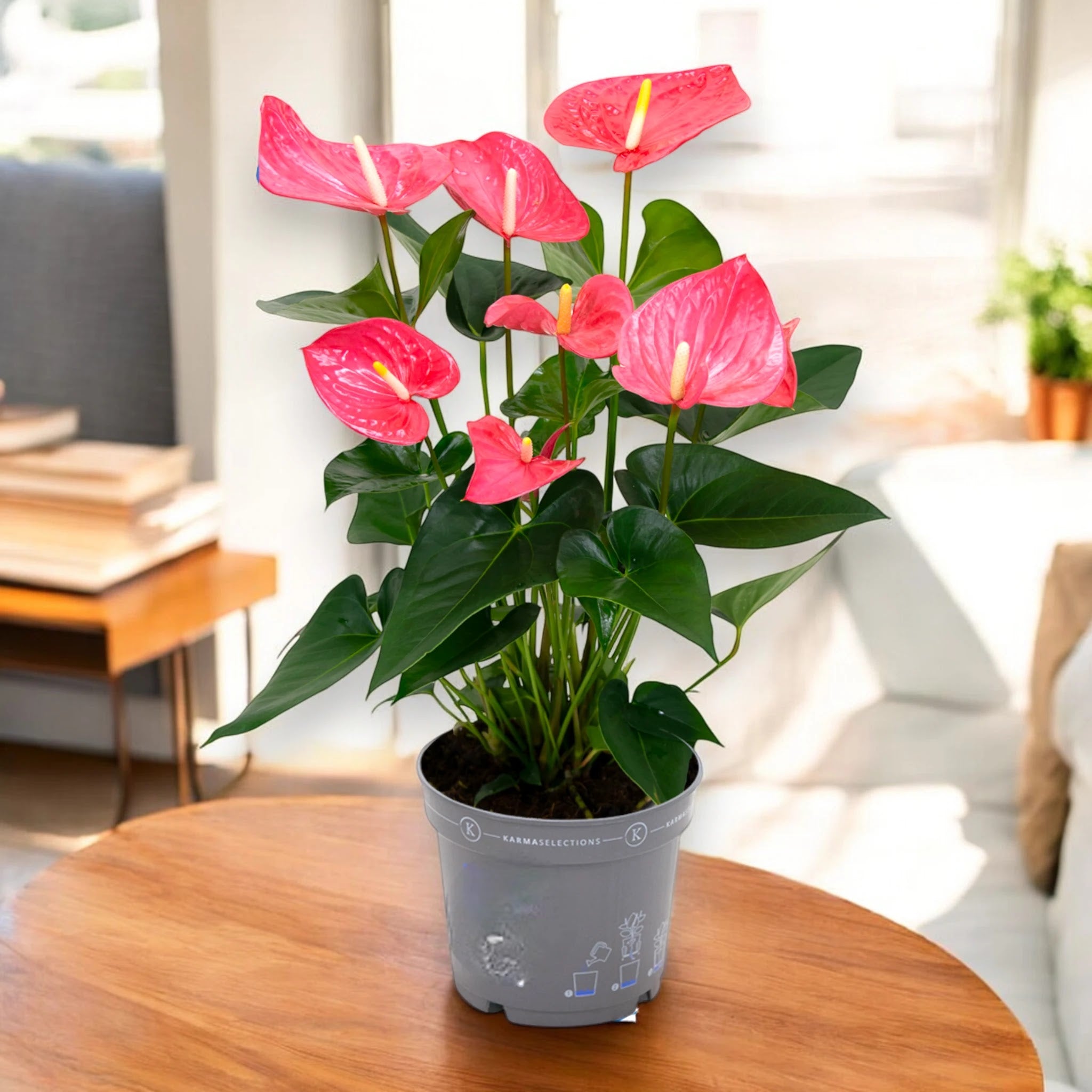 Anthurium 'Karma pink'