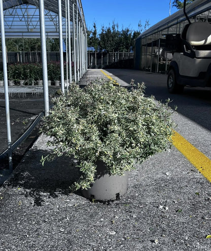 Abelia grandiflora 'Confetti'