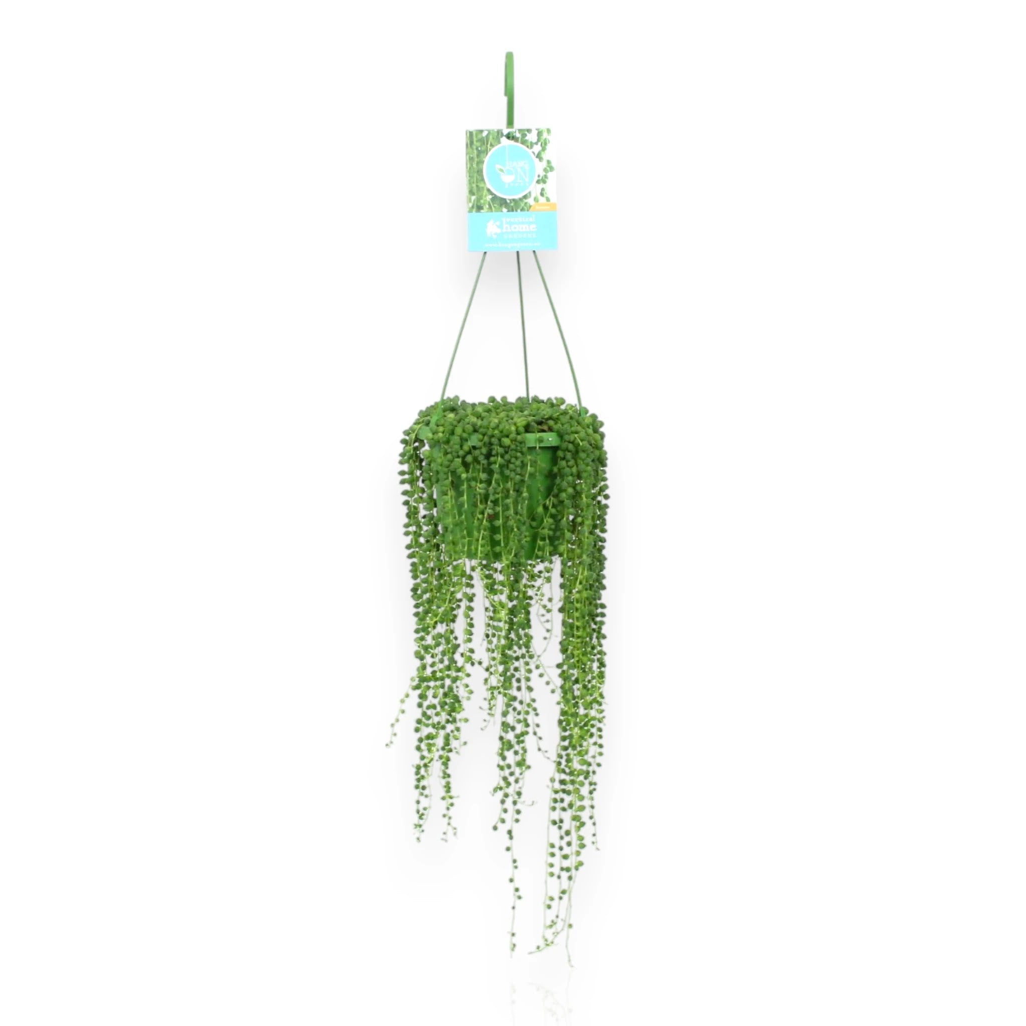 Senecio rowleyanus