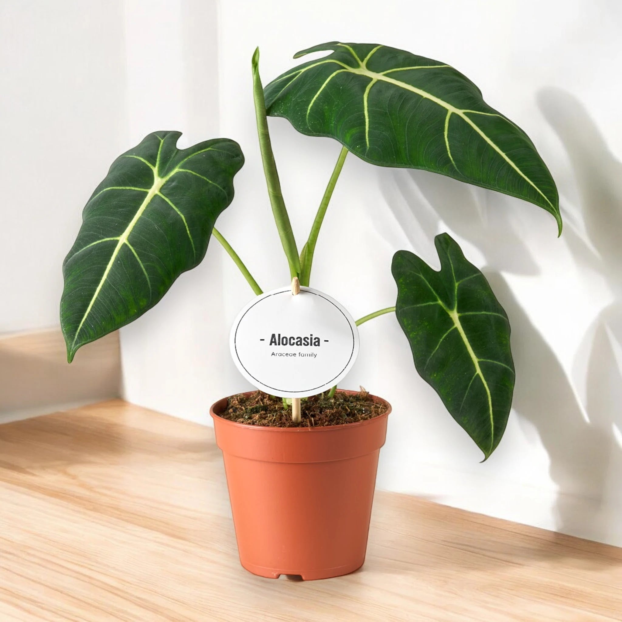 Alocasia 'Frydek'