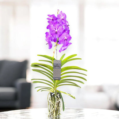 Vanda 'New Blue'
