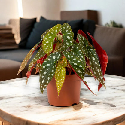 Begonia maculata