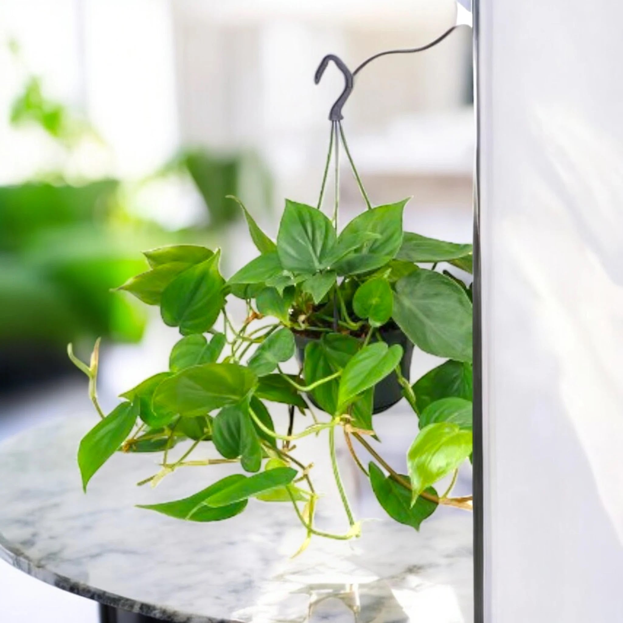 Philodendron scandens