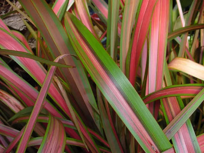 Phormium tenax