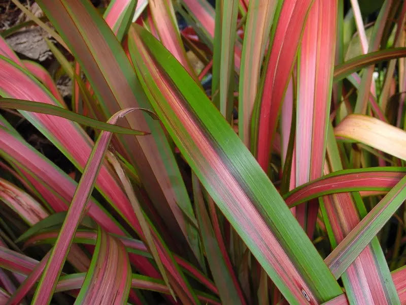 Phormium tenax