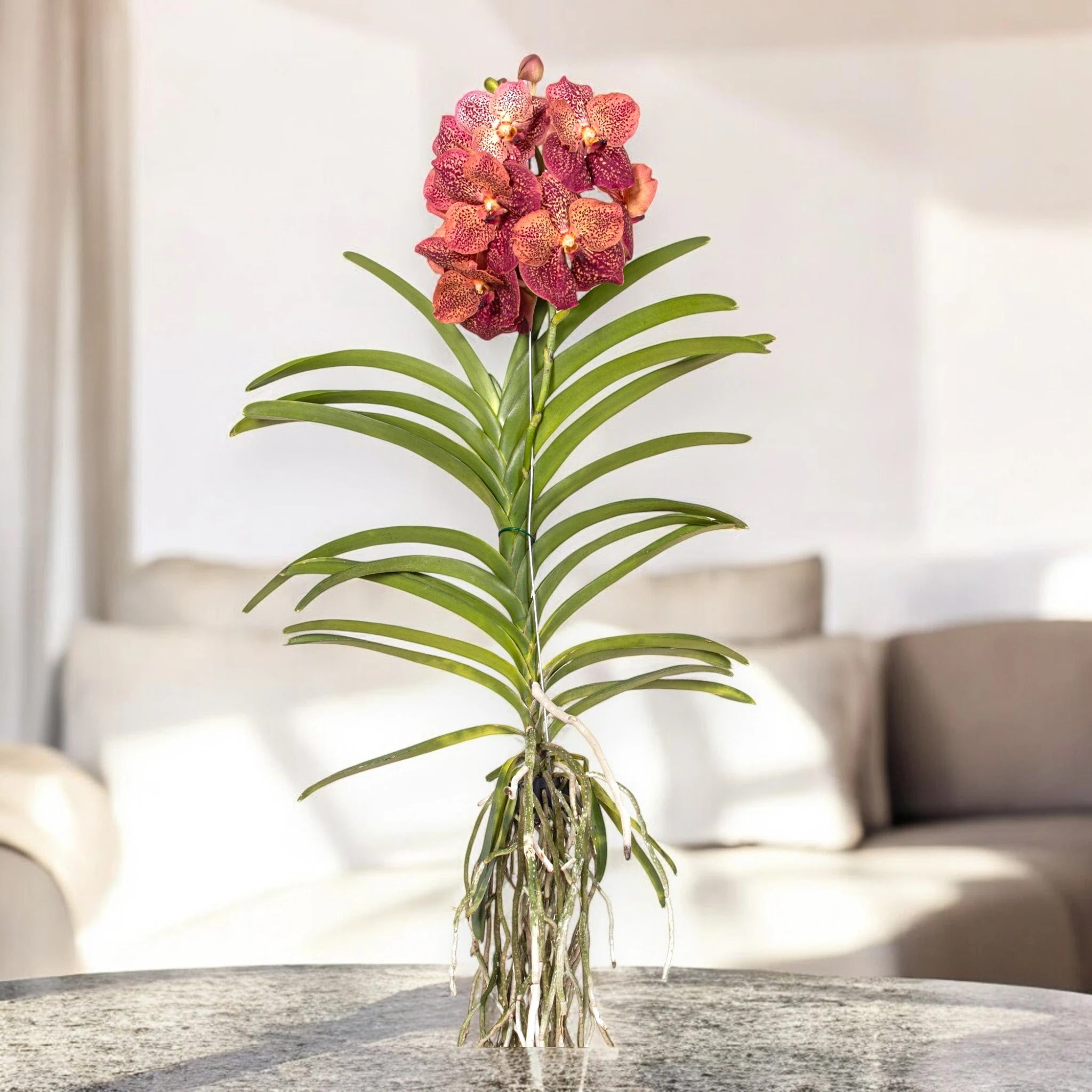 Vanda 'Leopard Coral'