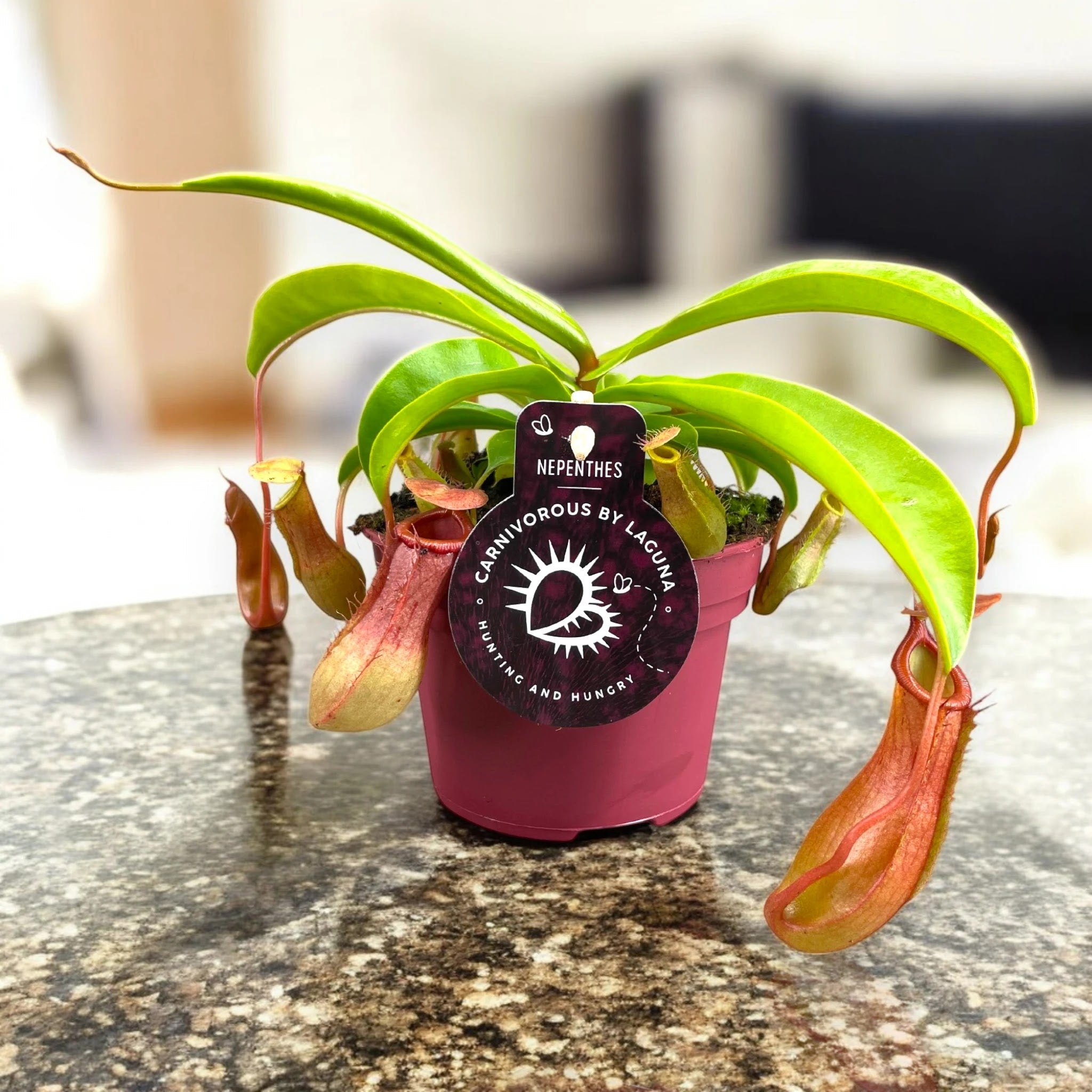 Dettaglio ascidi Nepenthes alata, trappole carnivore a forma di anfora con coperchio e bordi colorati