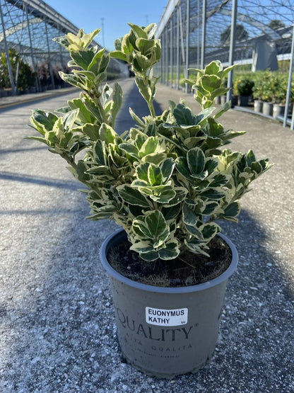 Dettaglio delle foglie ovali verdi con margine bianco crema di Euonymus japonica Kathy