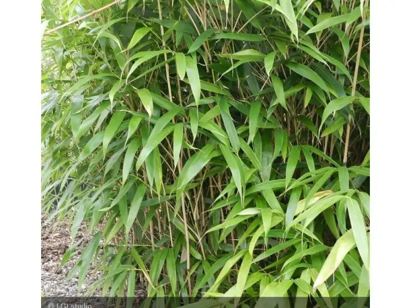 Dettaglio foglie larghe variegate bianco-crema su verde del bambù Pseudosasa japonica Metake