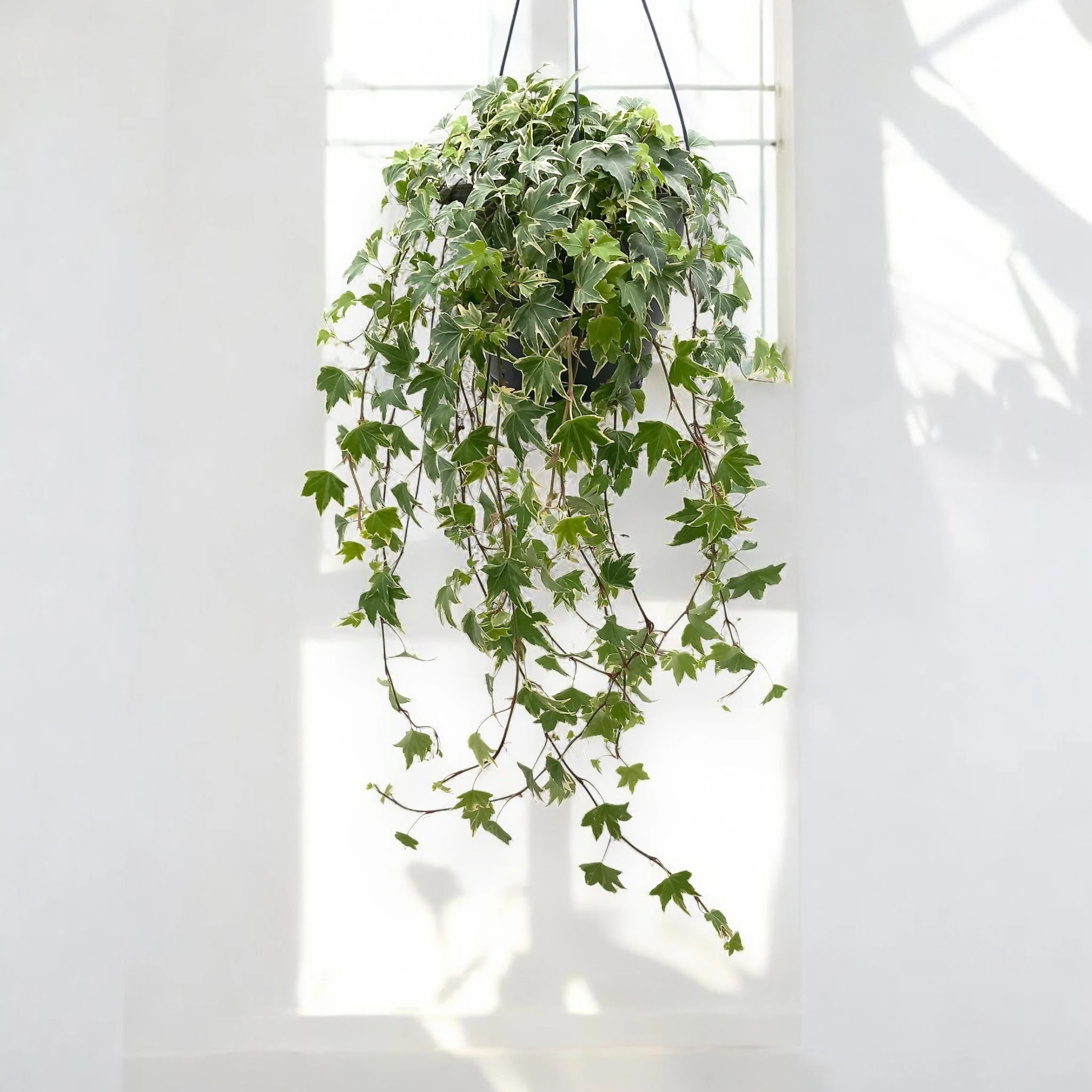 Edera - Hedera helix 'White Ripple'