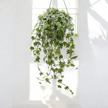 Edera - Hedera helix 'White Ripple'